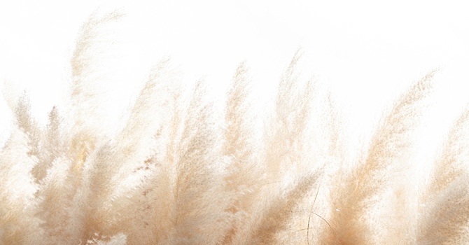 Counselling and Registered Social Work